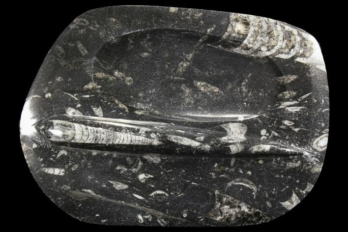 Decorative Tray with Orthoceras Fossils - Morocco #85338